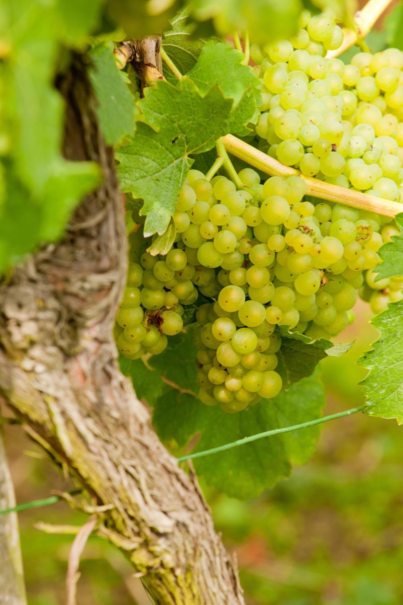 Wein- Und Sektgut Markus Hensler Briedel Bagian luar foto